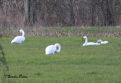 Bewick’s swans