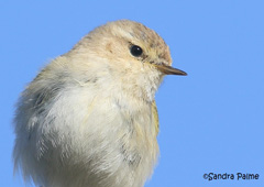 Siberian Chiffchaff close-up