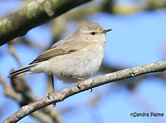 Siberian Chiffchaff warbler bird