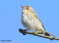 Siberian Chiffchaff