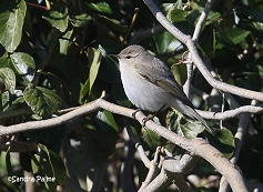 Siberian Chiffchaff warbler