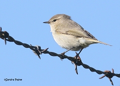 Siberian Chiffchaff Phylloscopus collybita tristis