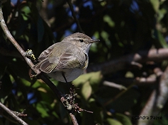 Siberian Chiffchaff West Sussex