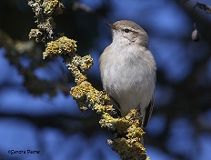 Siberian Chiffchaff Steyning