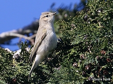 Siberian Chiffchaff leaf warbler