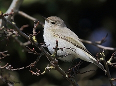 Siberian Chiffchaff March 2015