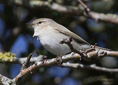 Siberian Chiffchaff
