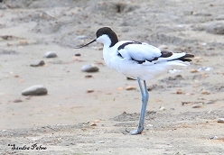 avocet