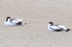 avocets