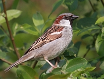 Male House Sparrow