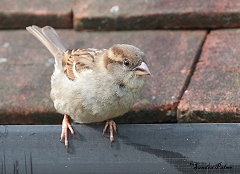 Passer domesticus