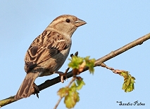 Female House Sparrow