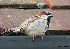 male house sparrow calling