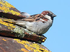 male house sparrow bird picture