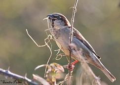 House Sparrow with nesting material