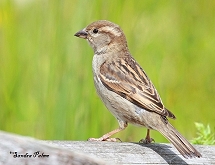 female house sparrow