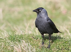 Jackdaw Richmond Park