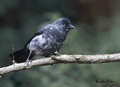 leucistic jackdaw