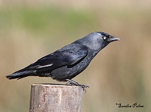 Jackdaw