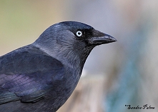 Jackdaw picture
