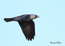 Jackdaw in flight