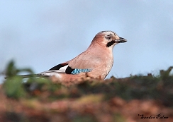 jay