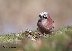 jay photo