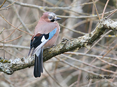 Jay Garrulus glandarius bird
