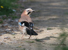 Jay bird