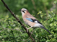 Jay Garrulus glandarius