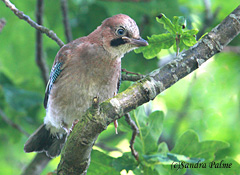 Jay fledgling