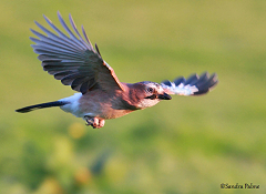 jay in flight