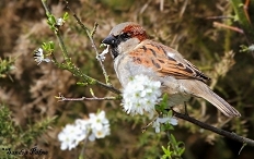 Male Sparrow