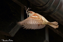 Flying House Sparrow