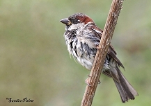 Male House Sparrow