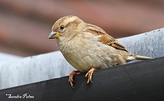 Female Sparrow photo