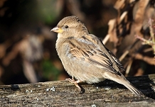 Female House Sparrow