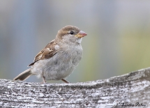 House Sparrow