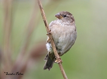 Sparrow picture