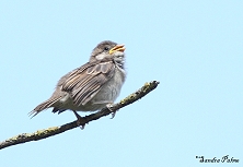 House Sparrow fledgeling