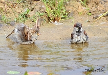 House Sparrows having a bath
