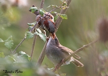 House Sparrow feeding young