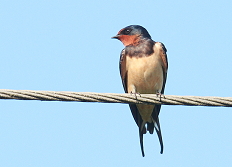 barn swallow Sussex