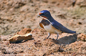 Barn swallow with nesting material