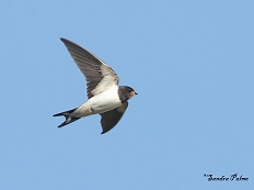 barn swallow Sussex